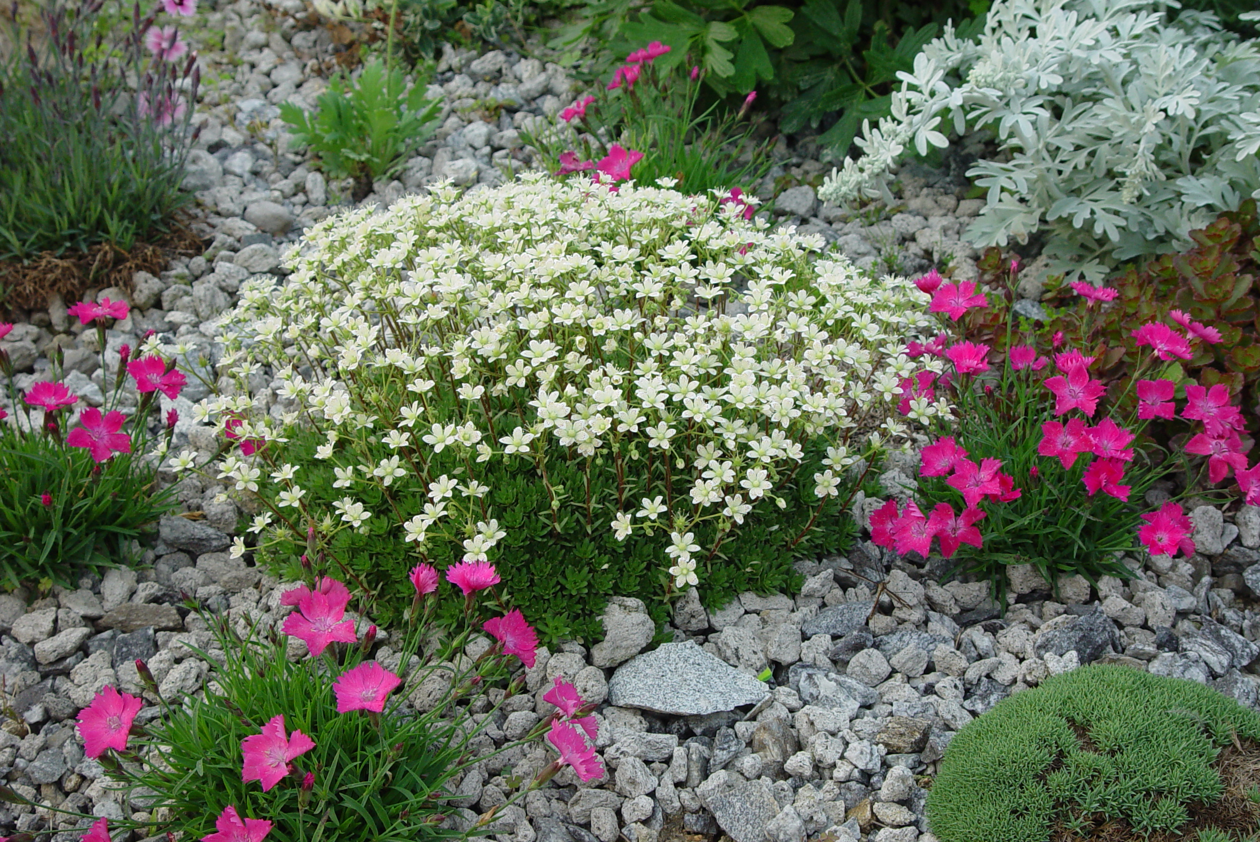 Saxifraga arendsii